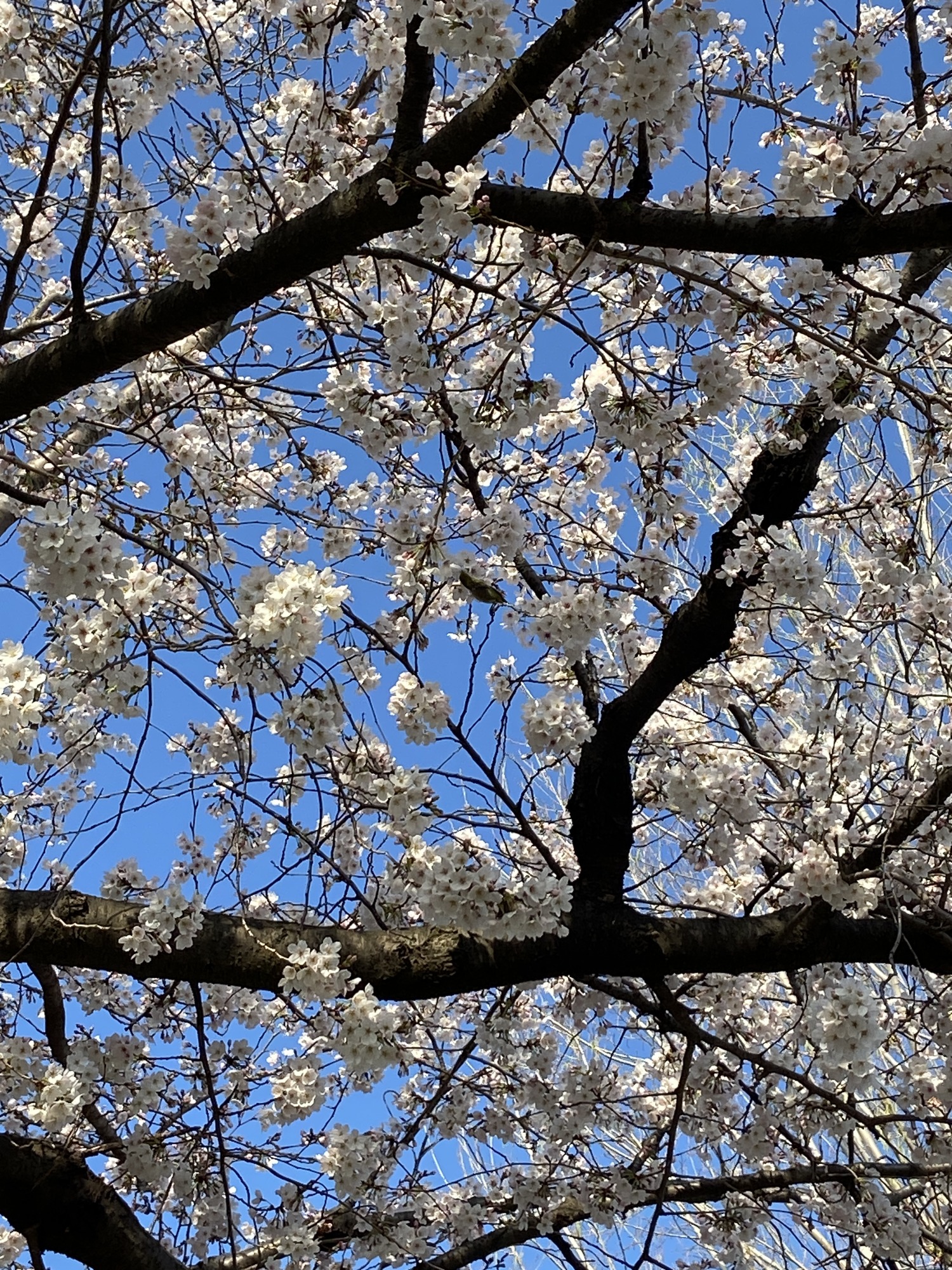 C66E2A7D-CEA0-42BD-9DD9-999264E24A15